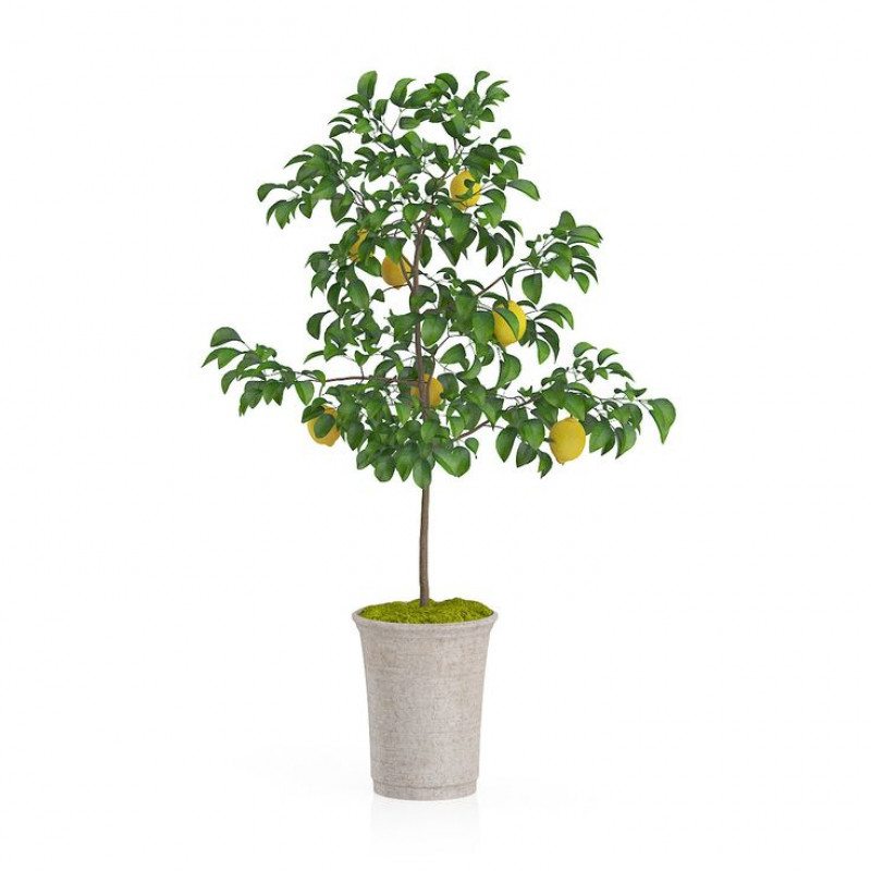 POTTED LEMON TREE 19.5''H POLYESTER 85350